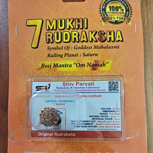 7 Mukhi Rudraksha